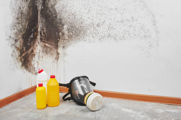 Best Kitchen Mold Remediation in Carlton, OR