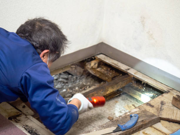 Best Residential Mold Remediation in Carlton, OR