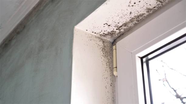 Best Mold Testing and Inspection Services in Carlton, OR