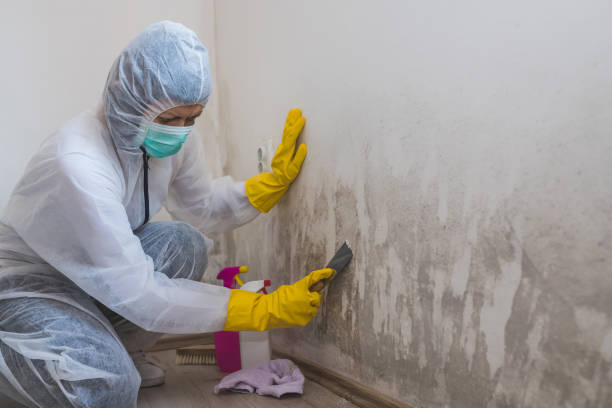 Best Basement Mold Remediation in Carlton, OR