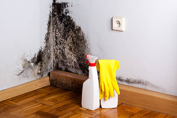 Best Kitchen Mold Remediation in Carlton, OR
