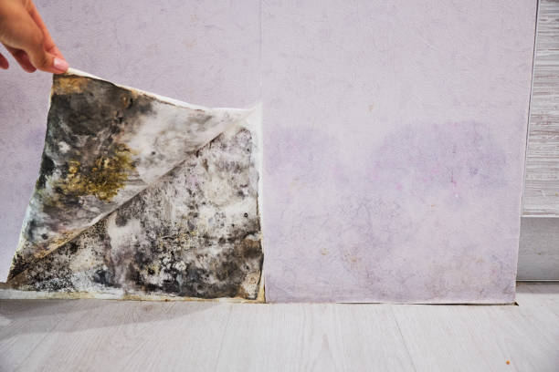 Best Health and Safety Mold Remediation in Carlton, OR